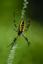 Photo of a Garden Spider Crawling on web