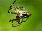 Garden Spider