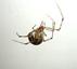 House Spider