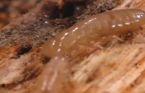 Dry wood termite crawling on wood