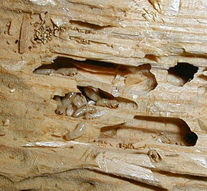 Signs Of Termites