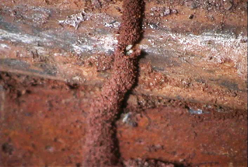 Termite Mud Tubes | 855 x 576 · 402 kB · jpeg