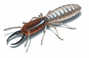 Termites