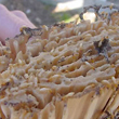 Subterranean Termite Wood Damage Cellulose