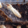 Subterranean Termites Working