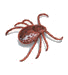 ticks