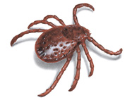 ticks