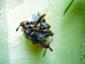 Wasps Around Nest