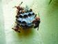 Wasps Flying Around Nest