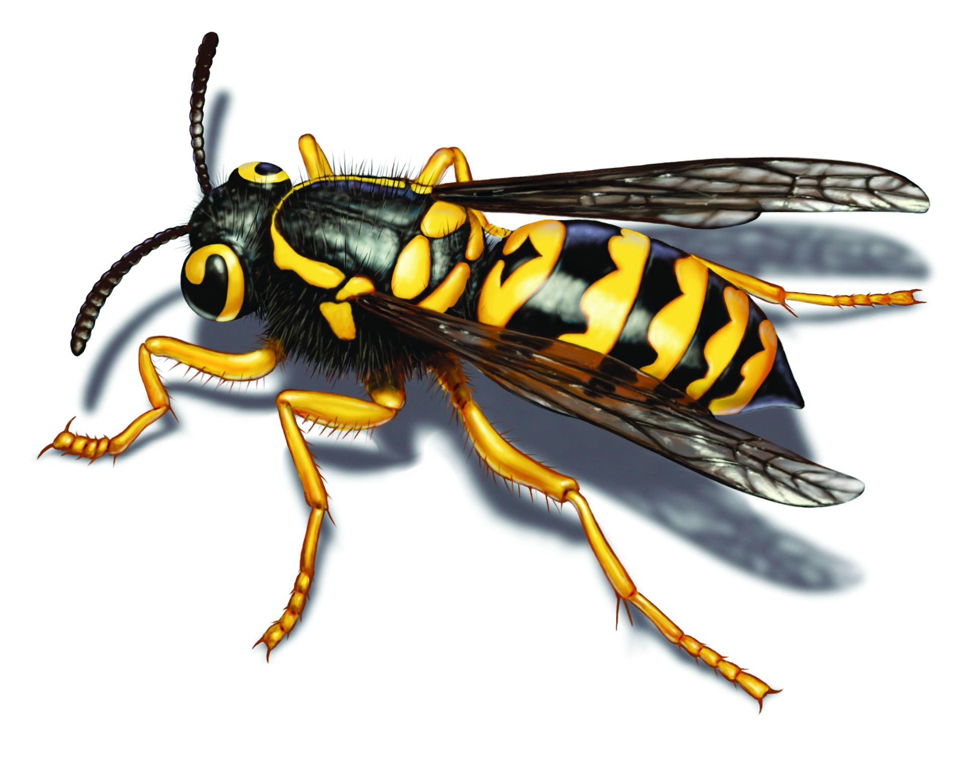 Yellow Jacket Facts & How To Get Rid of Yellow Jackets