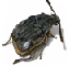 weevil