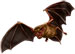 Bats