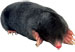 Moles
