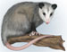 Opossums