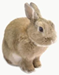 Rabbits