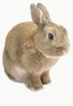 Rabbits
