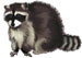 Raccoon