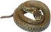 Snakes