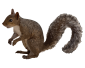 Wildlife