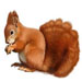 Squirrels