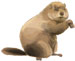 Woodchucks