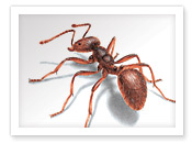 Pavement Ant