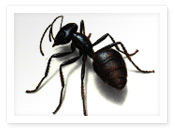 Carpenter Ant