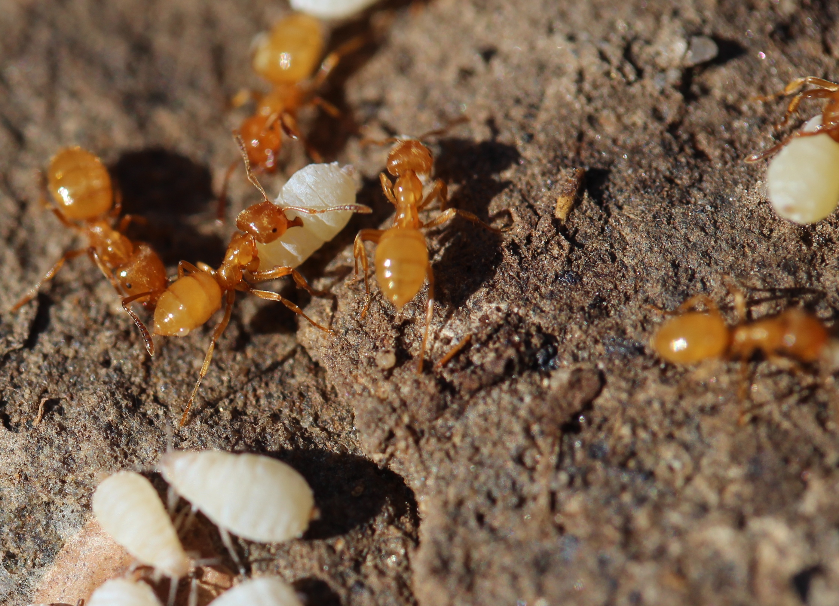 Citronella Ant Control Get Rid Of Citronella Ants