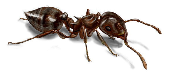 Acrobat Ant Control - Get Rid of Acrobat Ants