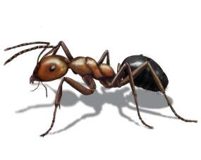 allegheny ant illustration