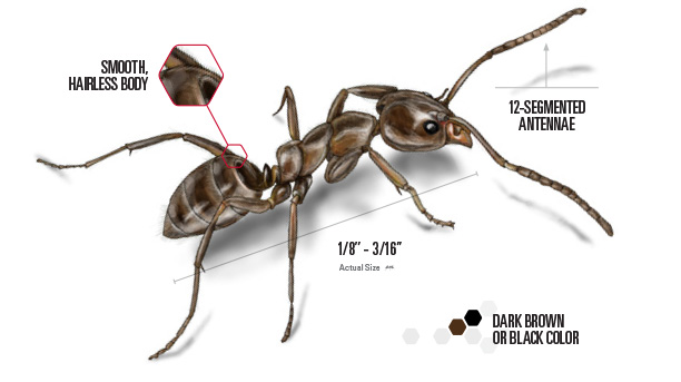 argentine ant illustration