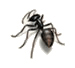 carpenter ant