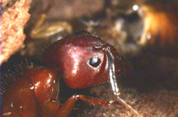 foto de cerca de una hormiga carpintera