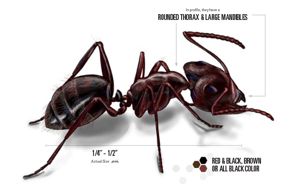 carpenter ants illustration