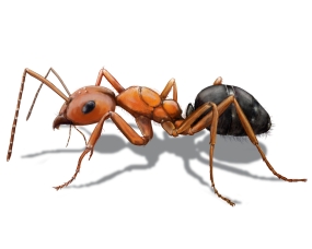 field ant picture