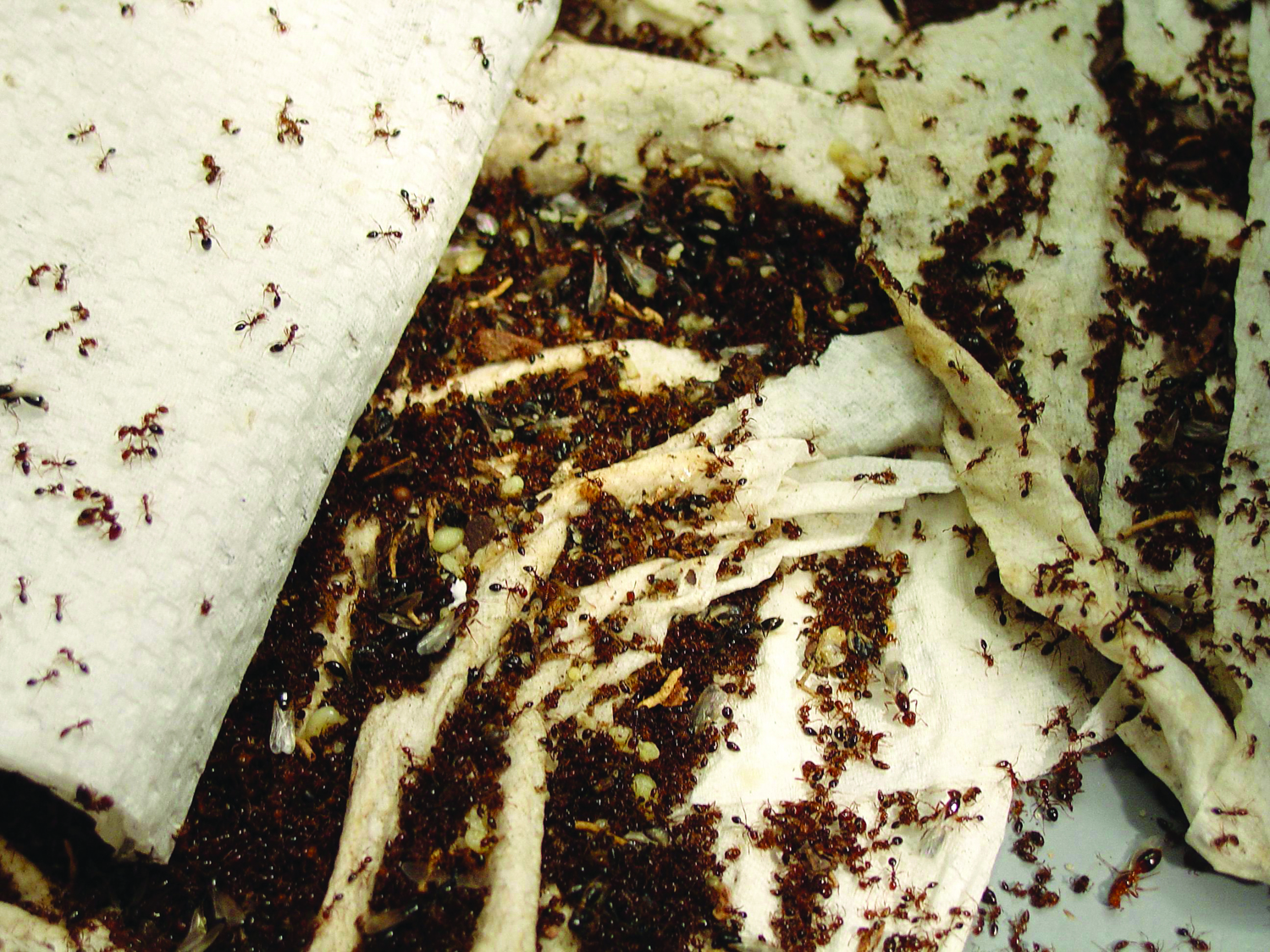 Ant Pictures