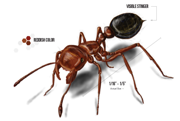 fire ant illustration