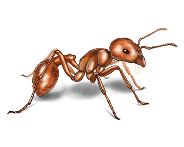 Harvester ant picture
