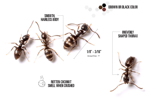 odorous ant illustration