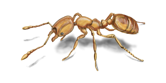 zdjęcie mrówki faraona