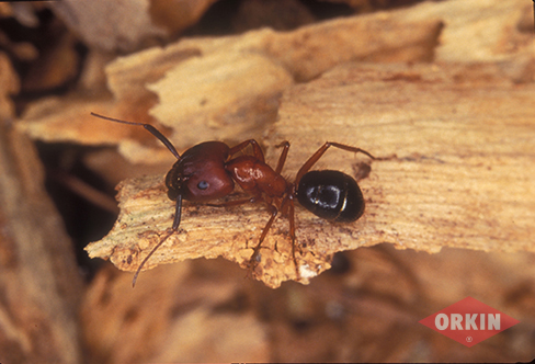 imagen de hormigas carpinteras rojas