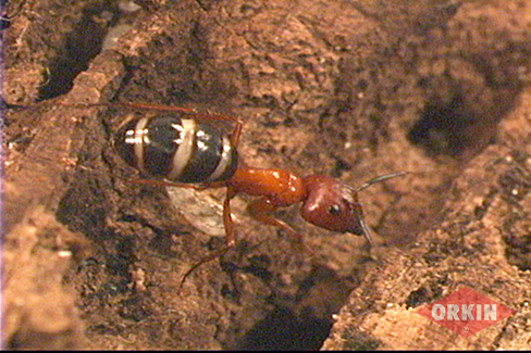 ant with black and white stripes