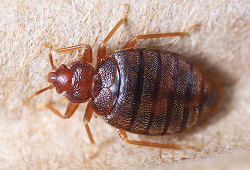 Heat vs Chemical Treatment for Bed Bugs: 12,000+ Treatments Done!