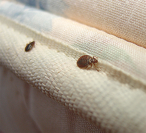 Bed Bug Control & Removal: How to Get Rid of Bed Bugs