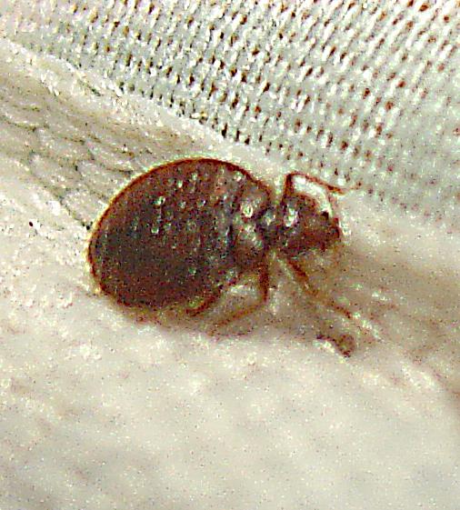 bed bugs on mattress pictures