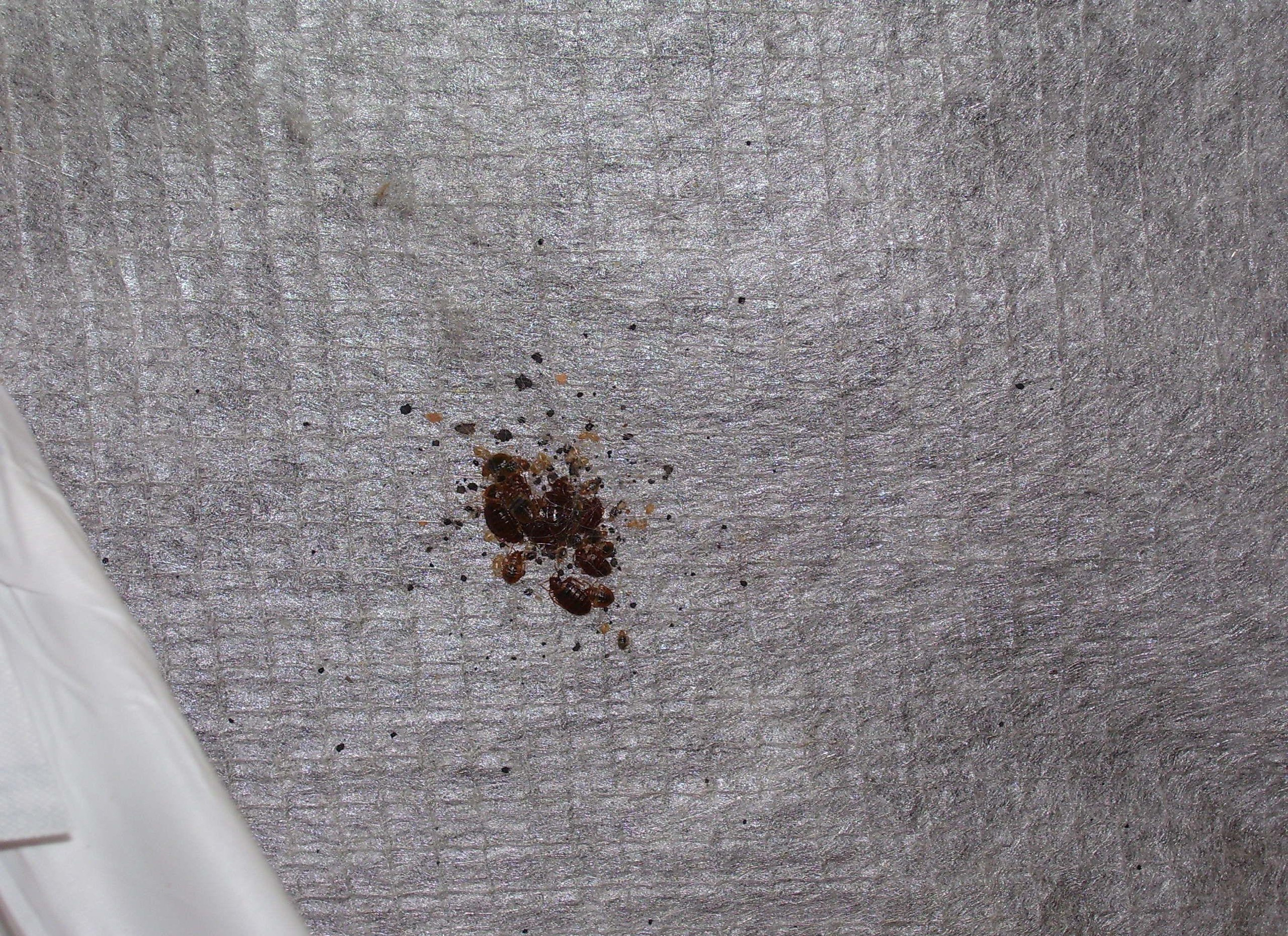 pictures of bed bugs on mattress