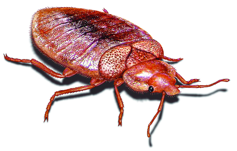 Bed Bug Pictures