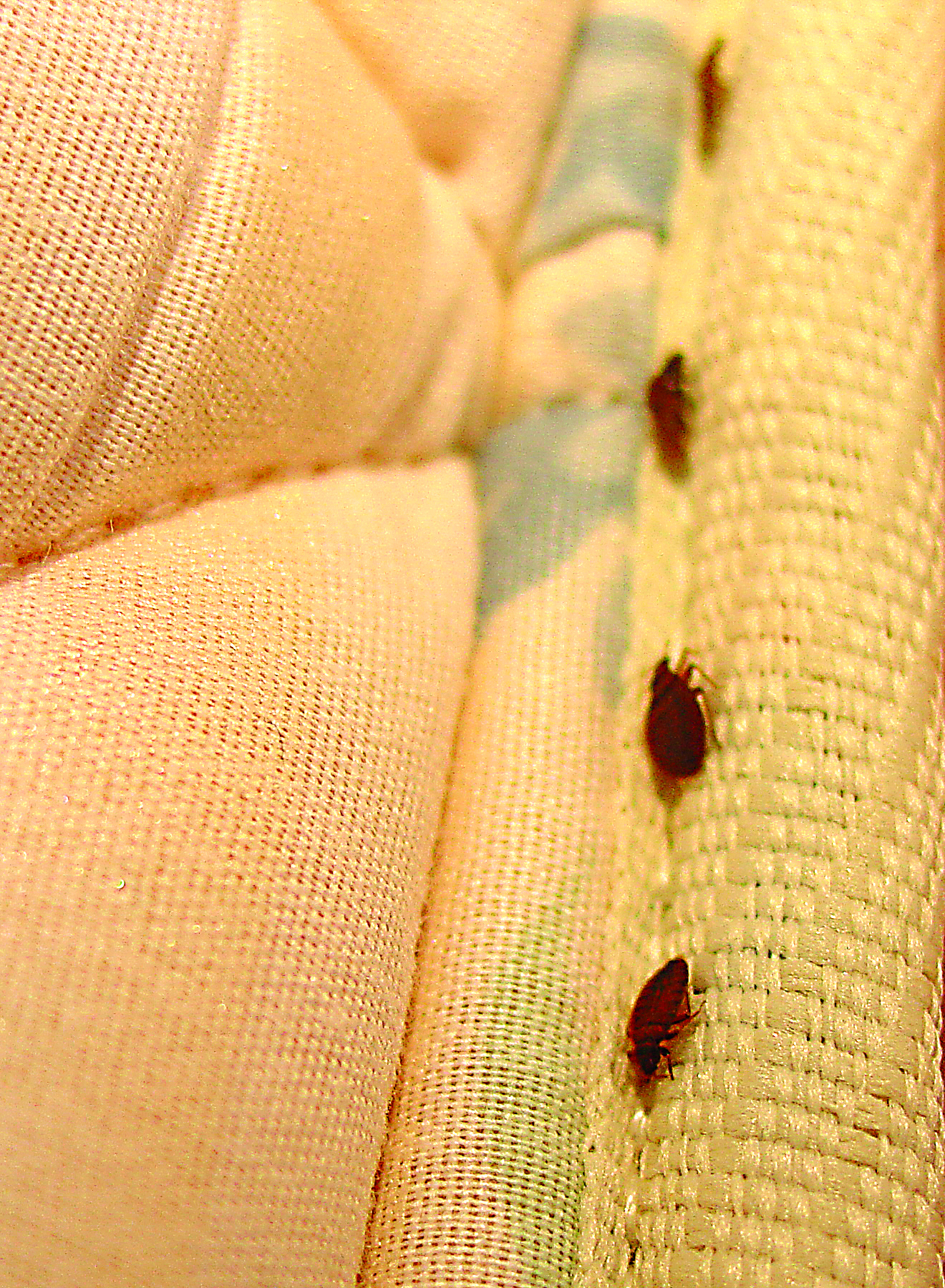 Bedbugs in Mattress Covers