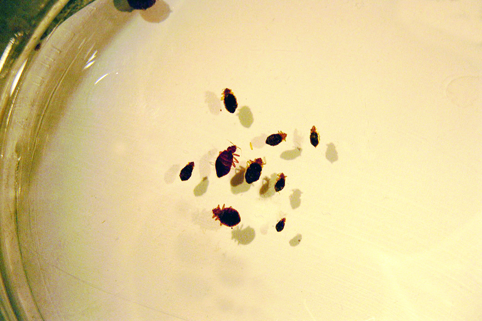 can bed bugs live on dishes