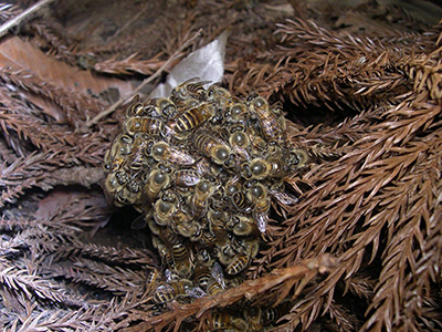 Japanese Honey Bees Id Control Japanese Honey Bees